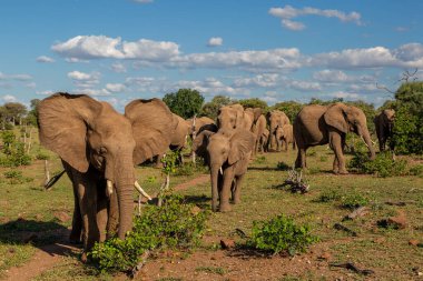 Botsvana 'nın Tuli Bloğundaki Mashatu Oyun Rezervi' nde yeşil mevsimde yiyecek ve su arayan fil sürüsü.