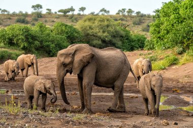 Botsvana 'nın Tuli Bloğundaki Mashatu Oyun Rezervi' nde yeşil mevsimde yiyecek ve su arayan fil sürüsü.