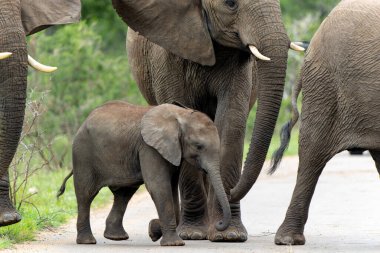 Anne ve çocuk. Güney Afrika 'daki Kruger Ulusal Parkı' nda buzağısıyla yürüyen dişi fil.