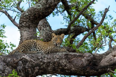 Güney Afrika 'nın en büyük Kruger bölgesinde Sabi Kumları' nda bir sırtlan için saklanan leopar yavrusu.