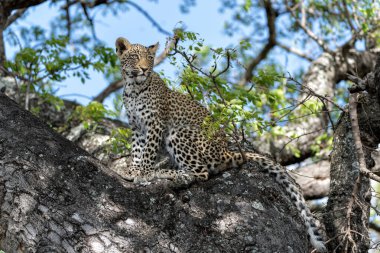 Güney Afrika 'nın en büyük Kruger bölgesinde Sabi Kumları' nda bir sırtlan için saklanan leopar yavrusu.