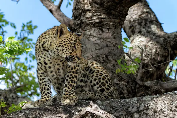 Güney Afrika 'nın en büyük Kruger bölgesinde Sabi Kumları' nda bir sırtlan için saklanan leopar yavrusu.