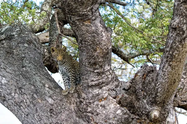 Güney Afrika 'nın en büyük Kruger bölgesinde Sabi Kumları' nda bir sırtlan için saklanan leopar yavrusu.