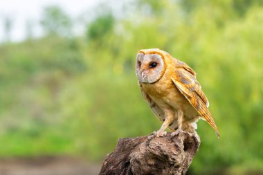 Hollanda 'daki Gelderland' in çayırlarında oturan Barn Baykuşu (Tyto alba)