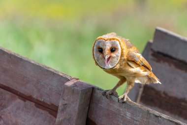 Hollanda 'daki Gelderland' in çayırlarında oturan Barn Baykuşu (Tyto alba)