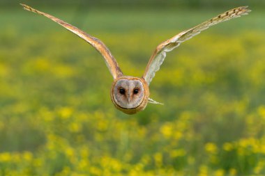 Hollanda 'nın Gelderland şehrinde, sarı Ranunculus Çiçekleri (Buttercup) ile dolu çayırda uçan baykuş (Tyto alba).