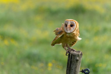 Hollanda 'daki Gelderland' in çayırlarında oturan Barn Baykuşu (Tyto alba)