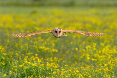 Hollanda 'nın Gelderland şehrinde, sarı Ranunculus Çiçekleri (Buttercup) ile dolu çayırda uçan baykuş (Tyto alba).