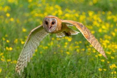 Hollanda 'nın Gelderland şehrinde, sarı Ranunculus Çiçekleri (Buttercup) ile dolu çayırda uçan baykuş (Tyto alba).