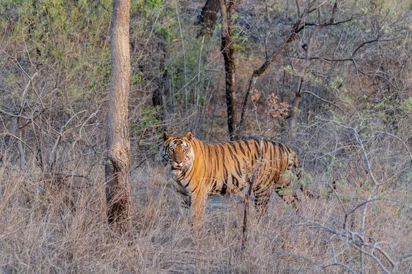 Tiger, Bengal Tiger (Panthera tigris Tigris), Hindistan 'daki Bandhavgarh Ulusal Parkı' nda takılıyor.