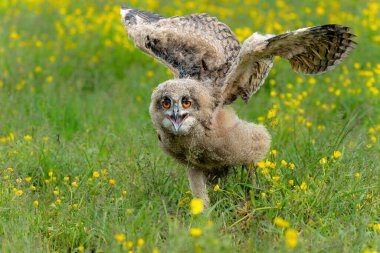 Sevimli baykuş. Hollanda 'nın Gelderland kentindeki bir çayırda yürüyen genç Avrupalı Kartal Baykuşu (Bubo bubo).