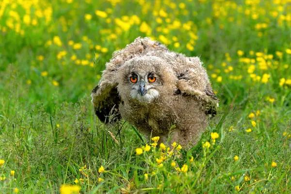 Sevimli baykuş. Hollanda 'nın Gelderland kentindeki bir çayırda yürüyen genç Avrupalı Kartal Baykuşu (Bubo bubo).