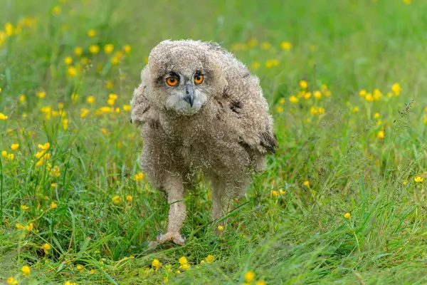 Sevimli baykuş. Hollanda 'nın Gelderland kentindeki bir çayırda yürüyen genç Avrupalı Kartal Baykuşu (Bubo bubo).
