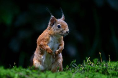 Hollanda 'daki ormanda yiyecek arayan Avrasya kızıl sincabı (Sciurus vulgaris).