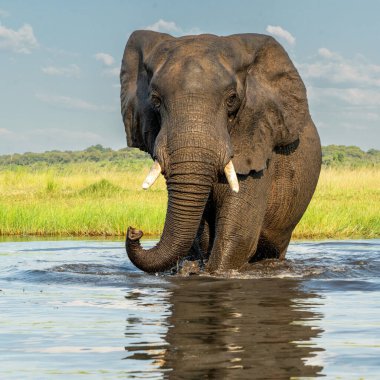 Tekneden inen bir boğa fili ile yakın temas. Afrika fil boğası yeşil mevsimde Botswana ve Namibya arasında Chobe Nehri 'nde banyo yapıyor..