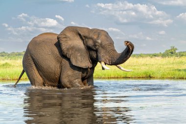 Tekneden inen bir boğa fili ile yakın temas. Afrika fil boğası yeşil mevsimde Botswana ve Namibya arasında Chobe Nehri 'nde banyo yapıyor..