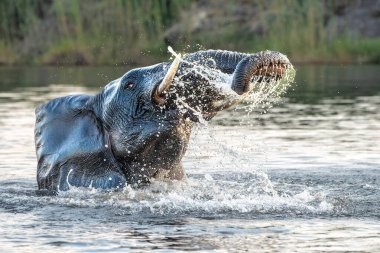 Tekneden inen bir boğa fili ile yakın temas. Afrika fil boğası yeşil mevsimde Botswana ve Namibya arasında Chobe Nehri 'nde banyo yapıyor..