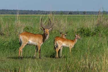 Namibya 'nın Caprivistrip bölgesindeki Mahango Ulusal Parkı' ndaki Okavango taşkın ovalarında Lechwe, kırmızı lechwe, veya güney lechwe (Kobus leche)