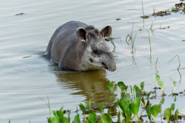 Güney Amerika tapiri (Tapirus terrestris), Brezilya 'da Kuzey Pantanal' da dolaşarak yiyecek aramak için Brezilya tapiri ya da ova tapiri olarak da bilinir.