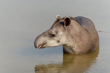 Güney Amerika tapiri (Tapirus terrestris), Brezilya 'da Kuzey Pantanal' da dolaşarak yiyecek aramak için Brezilya tapiri ya da ova tapiri olarak da bilinir.