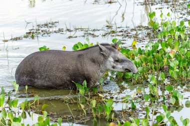 Güney Amerika tapiri (Tapirus terrestris), Brezilya 'da Kuzey Pantanal' da dolaşarak yiyecek aramak için Brezilya tapiri ya da ova tapiri olarak da bilinir.