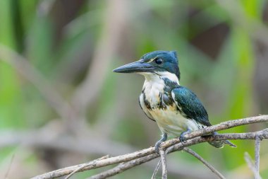 Amazon balıkçısı, kloroceryle amazona, Brezilya 'nın Kuzey Pantanal sulak alanlarında bir dalda oturuyor.