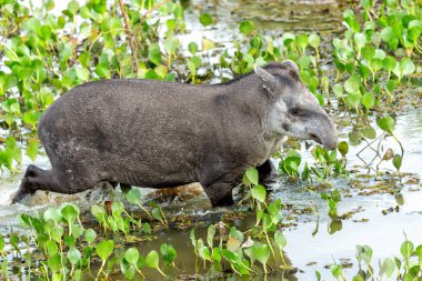 Güney Amerika tapiri (Tapirus terrestris), Brezilya 'da Kuzey Pantanal' da dolaşarak yiyecek aramak için Brezilya tapiri ya da ova tapiri olarak da bilinir.