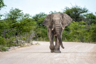 Etosha 'daki fil boğası. Bu boğa Namibya 'daki Etosha Ulusal Parkı' ndaki bir su birikintisini ziyaret ettikten sonra baskın davranışlar sergiliyor..
