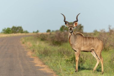 Greater kudu (Tragelaphus strepsiceros) male with big horns is searching for food in the Kruger National Park in South Africa