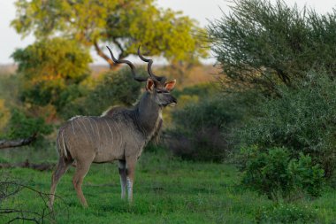 Greater kudu (Tragelaphus strepsiceros) male with big horns is searching for food in the Kruger National Park in South Africa