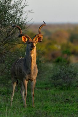 Büyük boynuzlu (Tragelaphus strepsiceros) erkek, Güney Afrika 'daki Kruger Ulusal Parkı' nda yiyecek arıyor.