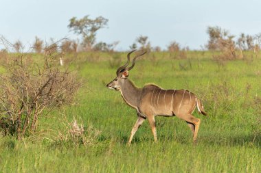 Büyük boynuzlu (Tragelaphus strepsiceros) erkek, Güney Afrika 'daki Kruger Ulusal Parkı' nda yiyecek arıyor.