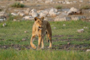 Aslan (Panthera leo) Namibya 'daki Etosha Ulusal Parkı' nda bir su birikintisinin yakınında yürüyor
