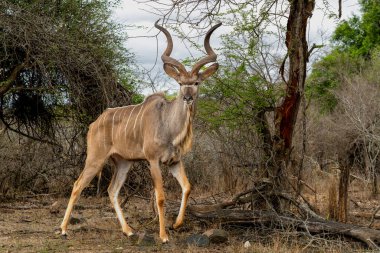 Greater kudu (Tragelaphus strepsiceros) male with big horns is searching for food in the Kruger National Park in South Africa