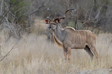 Greater kudu (Tragelaphus strepsiceros) male with big horns is searching for food in the Kruger National Park in South Africa