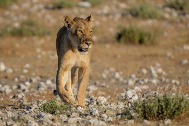 Aslan (Panthera leo) Namibya 'daki Etosha Ulusal Parkı' nda bir su birikintisinin yakınında yürüyor
