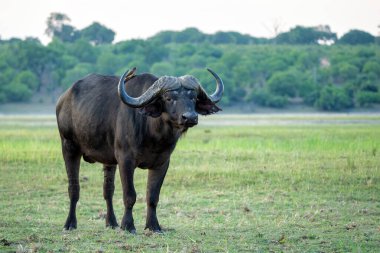 Yaşlı Afrika Bufalosu (Syncerus caffer) Chobe Nehri 'nin kıyısında Botswana' daki Chobe Ulusal Parkı 'nda bir tekneden görülmüş.