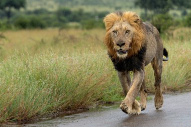 Yeşil sezonda Güney Afrika 'daki Kruger Ulusal Parkı' nda takılan baskın erkek aslan.