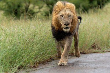 Yeşil sezonda Güney Afrika 'daki Kruger Ulusal Parkı' nda takılan baskın erkek aslan.