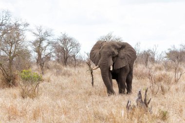 Fil boğası Güney Afrika 'daki Kruger Ulusal Parkı' nda takılıp yiyecek ve su arıyor.