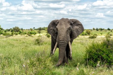 Fil boğası Güney Afrika 'daki Kruger Ulusal Parkı' nda takılıp yiyecek ve su arıyor.