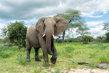 Fil boğası Güney Afrika 'daki Kruger Ulusal Parkı' nda takılıp yiyecek ve su arıyor.
