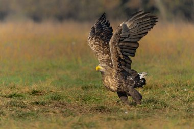 Beyaz kuyruklu kartallar (Haliaeetus albicilla) sisli bir sonbahar sabahında Polonya ormanındaki bir tarlada ilk sıcak ışıkta uçarak yiyecek ararlar..