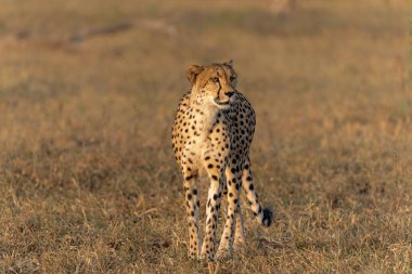 Çita (Acinonyx jubatus), Botswana 'daki Tuli Bloğunda öğleden sonra Mashatu Oyun Rezervi' nde avını arıyor.