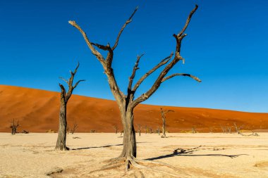 Namib-Naukluft Ulusal Parkı 'nın bir parçası olan Sossusvlei' deki Ölü Vlei 'de ölü ağaçlar