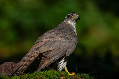Kuzey Şahini (accipiter gentilis) Hollanda 'daki Noord Brabant ormanında yiyecek arıyor.