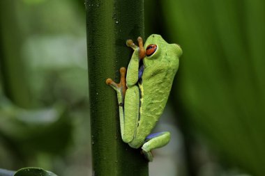 Kosta Rika 'daki Tortuguero Ulusal Parkı' nda yeşil bir bitkinin yaprakları arasında kırmızı gözlü ağaç kurbağası.
