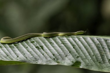Yan çizgili palmiye yılanı (Bothriechis lateralis) Orta Amerika 'da endemiktir. Bunu Kosta Rika 'da Saraoiqui yakınlarında gördük..