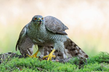 Kuzey Şahini (accipiter gentilis) Hollanda 'daki Noord Brabant ormanında yiyecek arıyor.