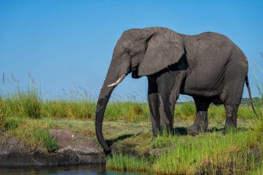 Tekneden inen bir boğa fili ile yakın temas. Afrika fili yeşil mevsimde Botswana ve Namibya arasındaki Chobe Nehri 'nde baskın davranışlar sergiliyor.